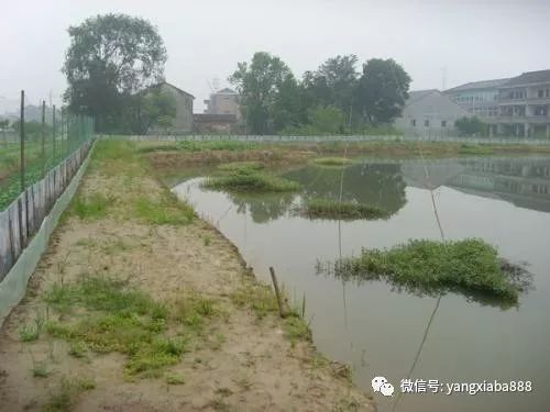 龍蝦養(yǎng)殖技術服務亂象 多少人在假借技術之名行推銷之實